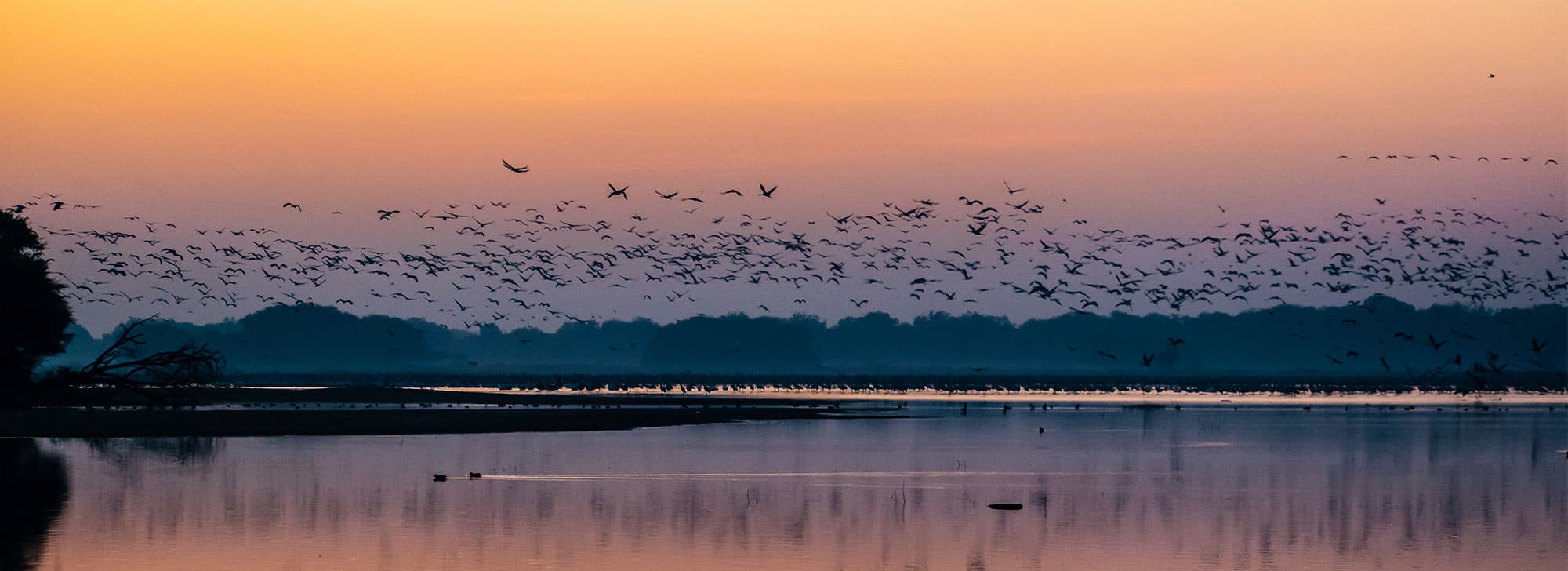 Thol Lake Bird Sanctuary — Gujarat Tourism photograph